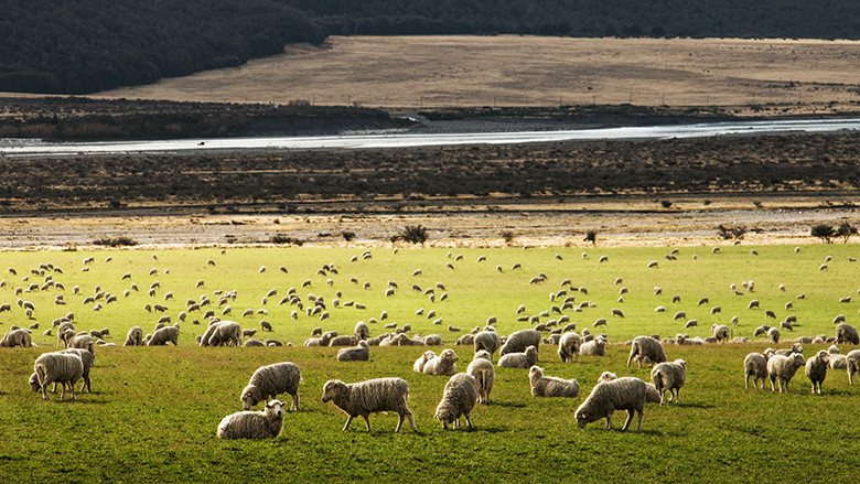 Farming in New Zealand : คือฟาร์มเขียว คือฟาร์มแคร์