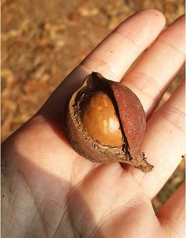 Green-macadamia-nut-shell-board2.jpg