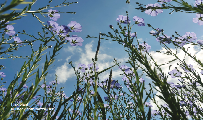 Flax plant.PNG